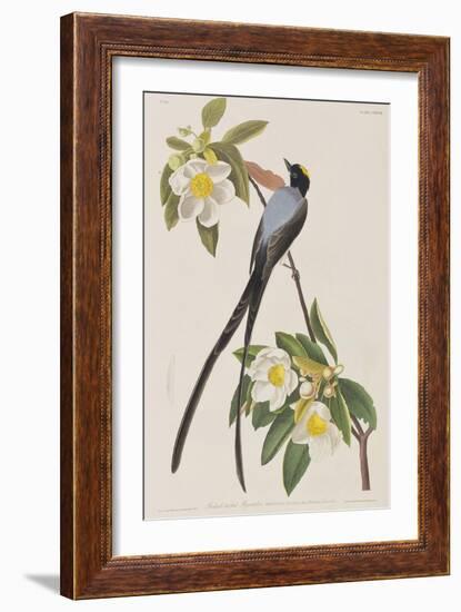 Illustration from 'Birds of America', 1827-38-John James Audubon-Framed Giclee Print