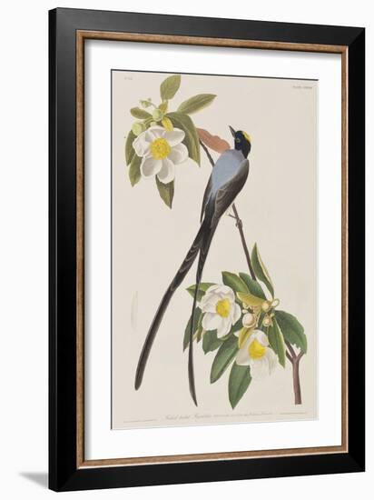 Illustration from 'Birds of America', 1827-38-John James Audubon-Framed Giclee Print