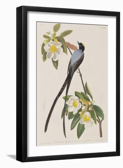 Illustration from 'Birds of America', 1827-38-John James Audubon-Framed Giclee Print