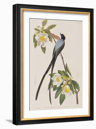 Illustration from 'Birds of America', 1827-38-John James Audubon-Framed Giclee Print