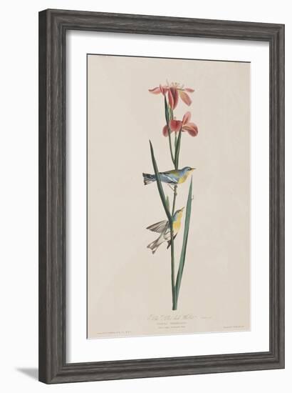 Illustration from 'Birds of America', 1827-38-John James Audubon-Framed Giclee Print