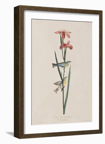 Illustration from 'Birds of America', 1827-38-John James Audubon-Framed Giclee Print