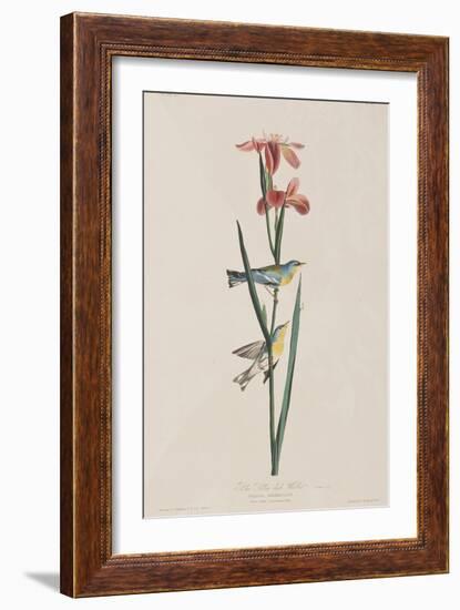 Illustration from 'Birds of America', 1827-38-John James Audubon-Framed Giclee Print