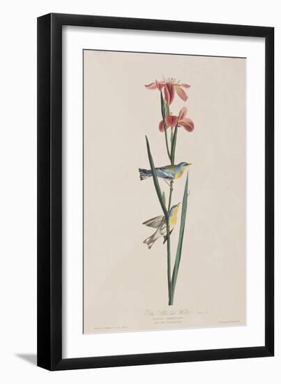 Illustration from 'Birds of America', 1827-38-John James Audubon-Framed Giclee Print