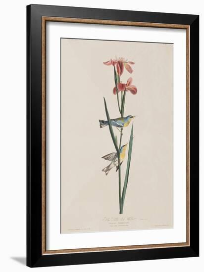 Illustration from 'Birds of America', 1827-38-John James Audubon-Framed Giclee Print