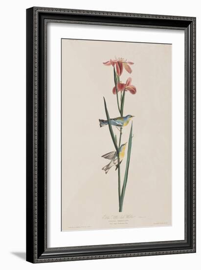 Illustration from 'Birds of America', 1827-38-John James Audubon-Framed Giclee Print