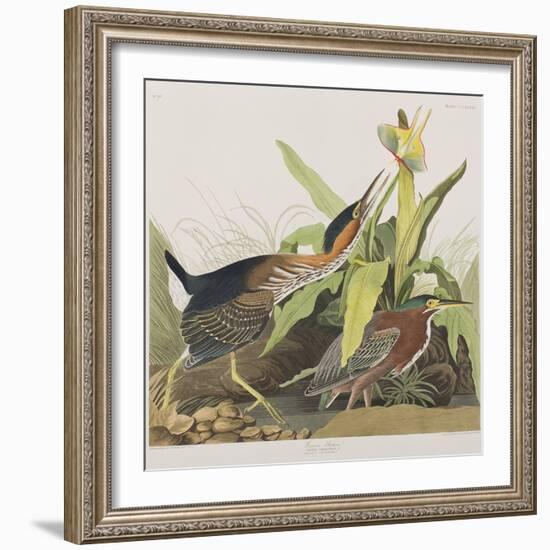 Illustration from 'Birds of America', 1827-38-John James Audubon-Framed Giclee Print