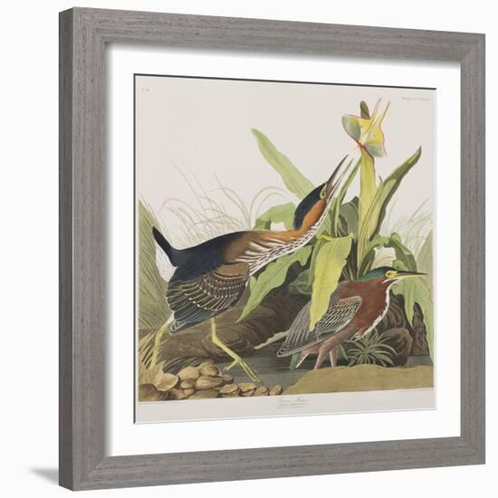 Illustration from 'Birds of America', 1827-38-John James Audubon-Framed Giclee Print