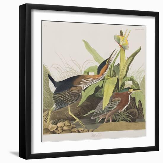 Illustration from 'Birds of America', 1827-38-John James Audubon-Framed Giclee Print