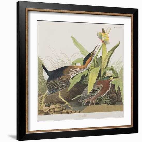 Illustration from 'Birds of America', 1827-38-John James Audubon-Framed Giclee Print