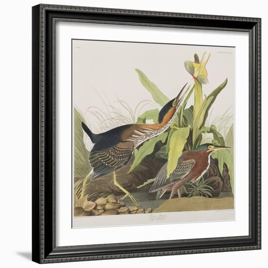 Illustration from 'Birds of America', 1827-38-John James Audubon-Framed Giclee Print