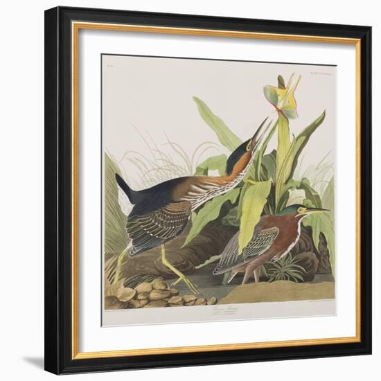 Illustration from 'Birds of America', 1827-38-John James Audubon-Framed Giclee Print