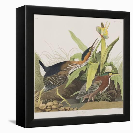 Illustration from 'Birds of America', 1827-38-John James Audubon-Framed Premier Image Canvas