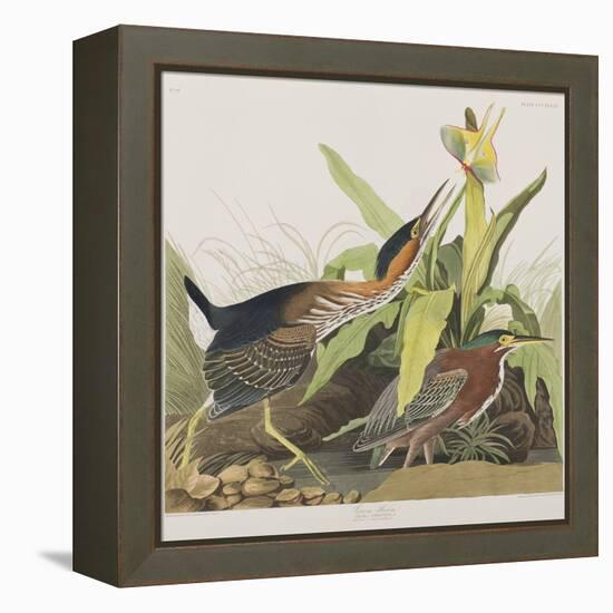 Illustration from 'Birds of America', 1827-38-John James Audubon-Framed Premier Image Canvas