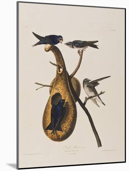 Illustration from 'Birds of America', 1827-38-John James Audubon-Mounted Giclee Print