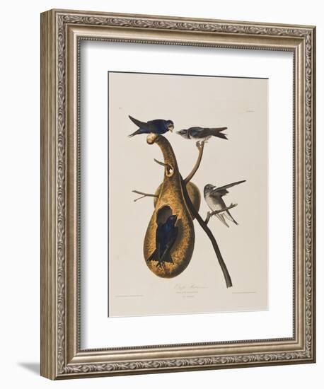 Illustration from 'Birds of America', 1827-38-John James Audubon-Framed Giclee Print