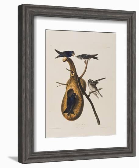 Illustration from 'Birds of America', 1827-38-John James Audubon-Framed Giclee Print