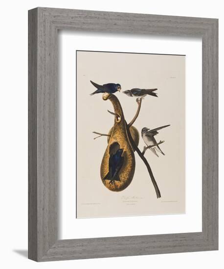 Illustration from 'Birds of America', 1827-38-John James Audubon-Framed Giclee Print