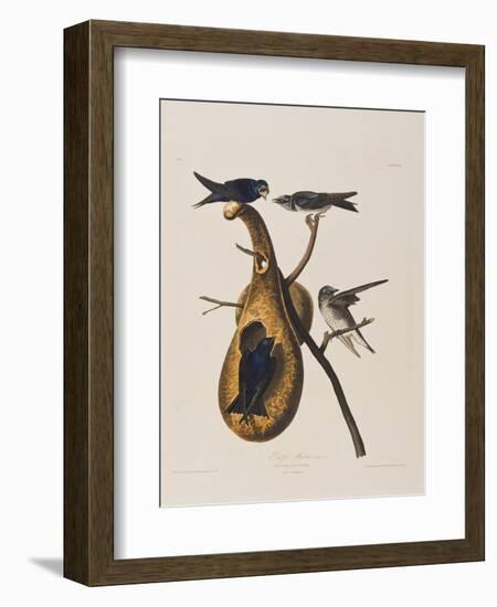 Illustration from 'Birds of America', 1827-38-John James Audubon-Framed Giclee Print