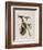 Illustration from 'Birds of America', 1827-38-John James Audubon-Framed Giclee Print