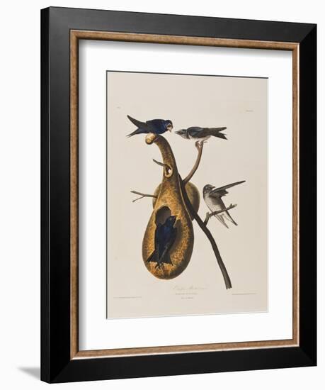 Illustration from 'Birds of America', 1827-38-John James Audubon-Framed Giclee Print