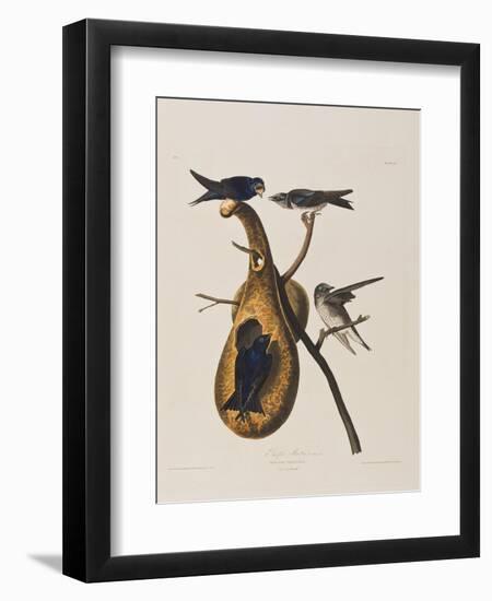 Illustration from 'Birds of America', 1827-38-John James Audubon-Framed Giclee Print