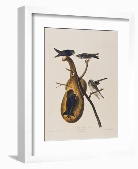 Illustration from 'Birds of America', 1827-38-John James Audubon-Framed Giclee Print