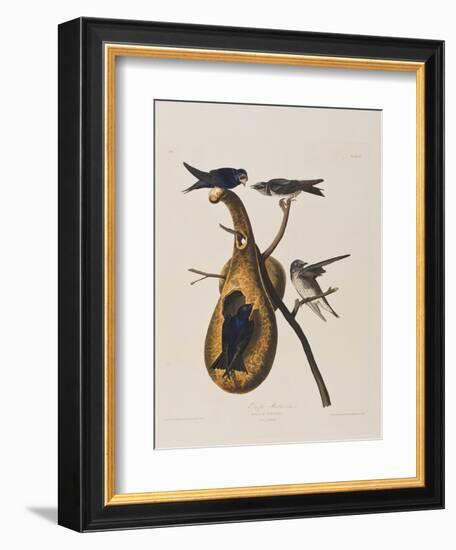 Illustration from 'Birds of America', 1827-38-John James Audubon-Framed Giclee Print