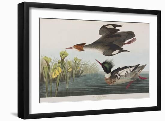 Illustration from 'Birds of America', 1827-38-John James Audubon-Framed Giclee Print