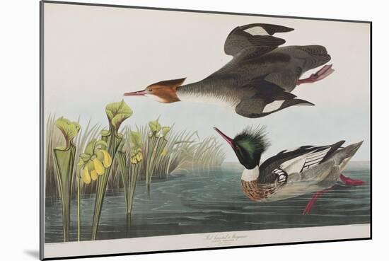 Illustration from 'Birds of America', 1827-38-John James Audubon-Mounted Giclee Print