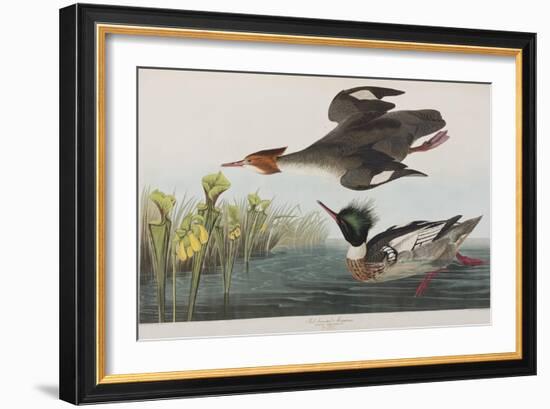 Illustration from 'Birds of America', 1827-38-John James Audubon-Framed Giclee Print