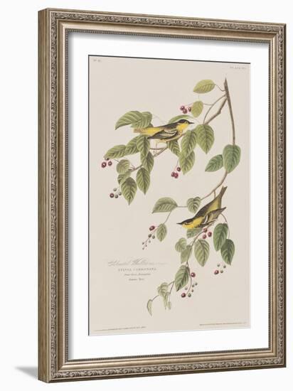 Illustration from 'Birds of America', 1827-38-John James Audubon-Framed Giclee Print