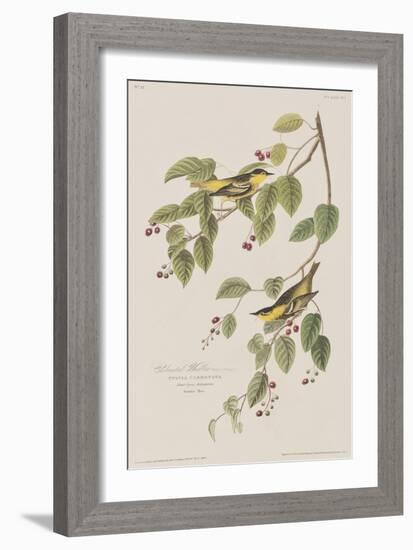 Illustration from 'Birds of America', 1827-38-John James Audubon-Framed Giclee Print