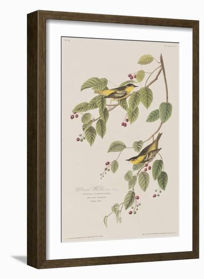 Illustration from 'Birds of America', 1827-38-John James Audubon-Framed Giclee Print