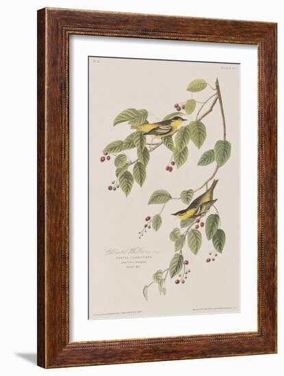 Illustration from 'Birds of America', 1827-38-John James Audubon-Framed Giclee Print