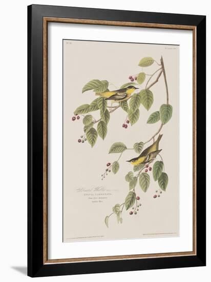 Illustration from 'Birds of America', 1827-38-John James Audubon-Framed Giclee Print