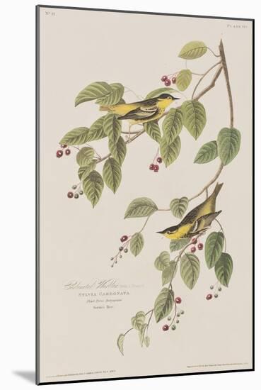 Illustration from 'Birds of America', 1827-38-John James Audubon-Mounted Giclee Print