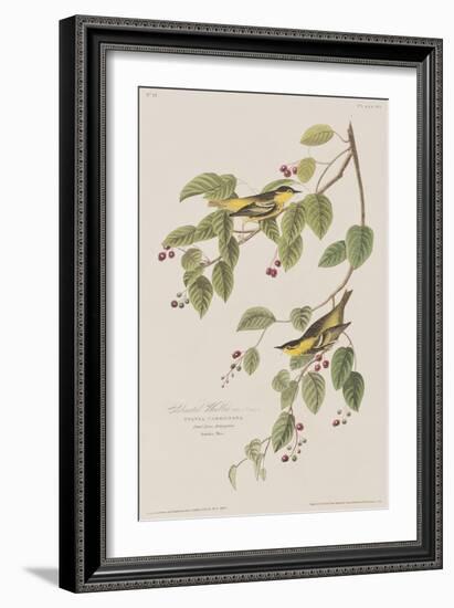 Illustration from 'Birds of America', 1827-38-John James Audubon-Framed Giclee Print