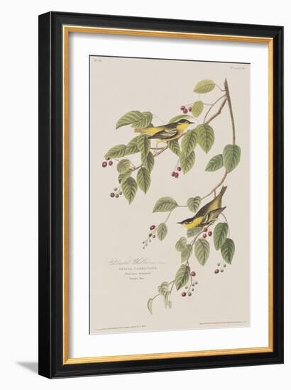 Illustration from 'Birds of America', 1827-38-John James Audubon-Framed Giclee Print