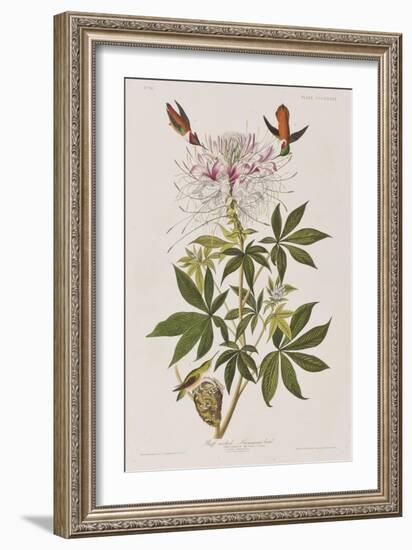 Illustration from 'Birds of America', 1827-38-John James Audubon-Framed Giclee Print