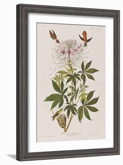 Illustration from 'Birds of America', 1827-38-John James Audubon-Framed Giclee Print