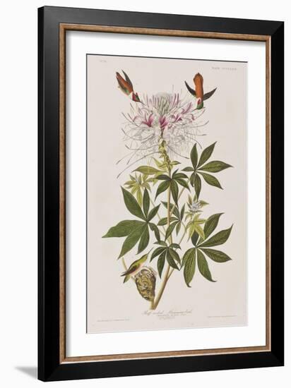 Illustration from 'Birds of America', 1827-38-John James Audubon-Framed Giclee Print