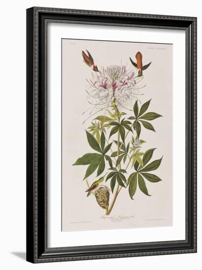 Illustration from 'Birds of America', 1827-38-John James Audubon-Framed Giclee Print