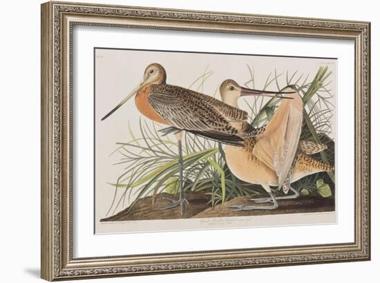 Illustration from 'Birds of America', 1827-38-John James Audubon-Framed Giclee Print