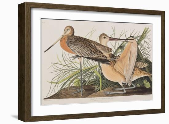 Illustration from 'Birds of America', 1827-38-John James Audubon-Framed Giclee Print