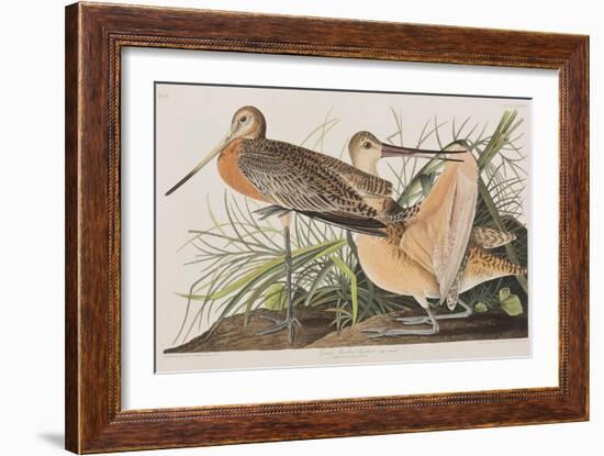 Illustration from 'Birds of America', 1827-38-John James Audubon-Framed Giclee Print