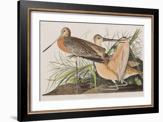 Illustration from 'Birds of America', 1827-38-John James Audubon-Framed Giclee Print