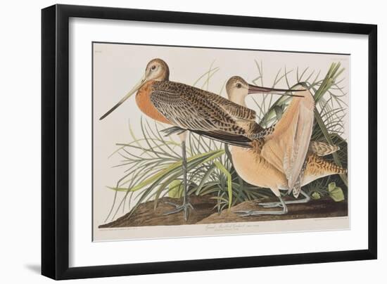 Illustration from 'Birds of America', 1827-38-John James Audubon-Framed Giclee Print