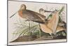 Illustration from 'Birds of America', 1827-38-John James Audubon-Mounted Giclee Print