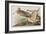 Illustration from 'Birds of America', 1827-38-John James Audubon-Framed Giclee Print